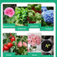 🪴Koop 3 voor 5 (8 flessen）🌼🌱 Plantengroeibevorderaar – Snelle wortels, weelderige bloemen en gezonde groenten in 7 dagen!✨