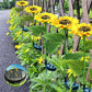 🌞Fris De Lente In Met 50% Korting!🌻LED Zonnebloem op Zonne-energie - Realistisch Design - IP66 Waterdicht - Automatische Inschakeling