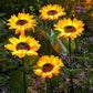 🌞Fris De Lente In Met 50% Korting!🌻LED Zonnebloem op Zonne-energie - Realistisch Design - IP66 Waterdicht - Automatische Inschakeling