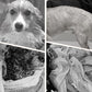 🌞Fris De Lente In Met 50% Korting!🔥Microvezel Hondenbadjas | Ultra-Absorberende Droogjas voor Honden | Voorkom Natte Honden, Vuil & Geurtjes in Huis