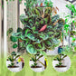 🎉Nieuwjaars Cadeau 50% KORTING!🌱Universele Vloeibare Plantenvoeding: Laag Onderhoud & Rijke Voedingsstoffen – Voor Binnen- & Buitenplanten!