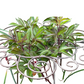 🌞Fris De Lente In Met 50% Korting!🌸Sierlijke IJzeren Plantensteun - Decoratieve Groeihulp voor een Prachtige Tuin