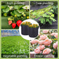 🌞Fris De Lente In Met 50% Korting!🌱Ademende Stoffen Kweekzak voor Planten – Geotextiele Groeizak voor Balkon, Terras en Moestuin