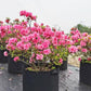 🌞Fris De Lente In Met 50% Korting!🌱Ademende Stoffen Kweekzak voor Planten – Geotextiele Groeizak voor Balkon, Terras en Moestuin
