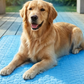 ❄️Zomerfresh 50% Korting!💙Ademende Koelmat voor Honden en Katten – Zachte Zomermat met 3-Laags Comfortdesign