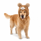 🎃Halloween-Aanbieding 50% Korting!🐻Knusse Teddybeer Hondensnoodmuts – Zachte Gebreide Winterkap Met Pompons